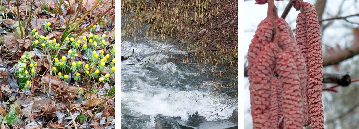 Haselnussstrauch-Winterlinge-Bach Collage