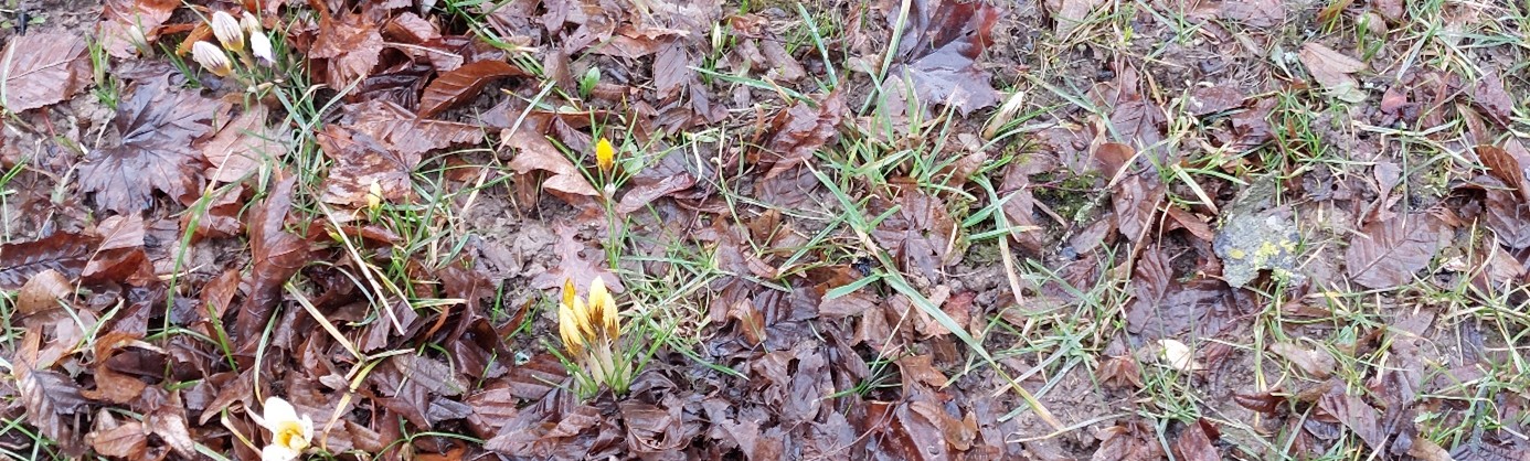 Krokusse geschlossen mit verschieden Farben