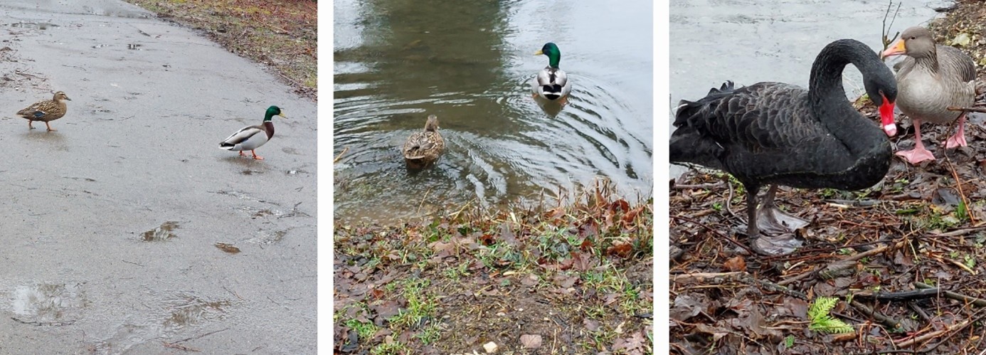 Wasservögel Collage Graugans und schwarzer Schwan