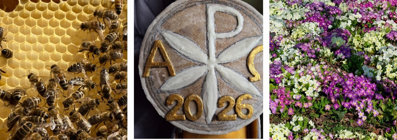 3 er Collage Bienen mit Wabe und Blumen