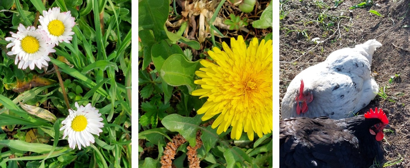 3 er Collage Gänseblümchen Löwenzahn u. Hühner