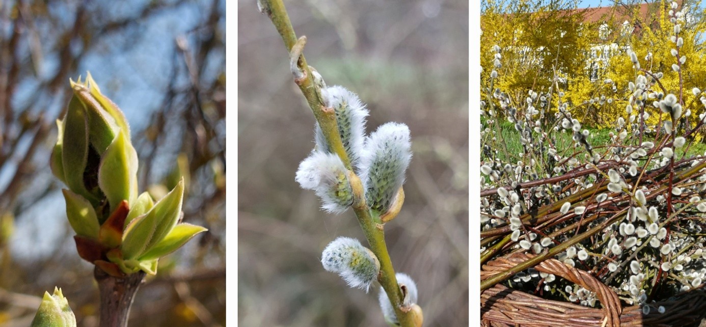 3 er Collage Palmzweige und Knsopen