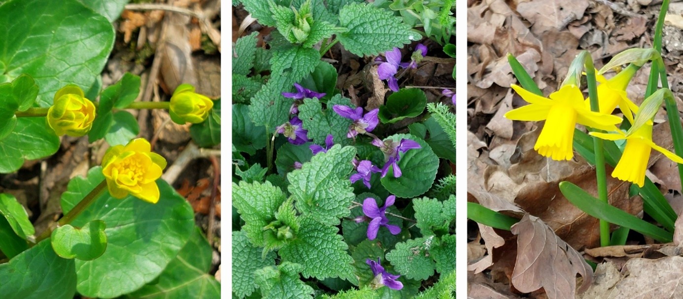 3 er Collage Schafgarbe Scharbockskraut Brennesel und Veilchen