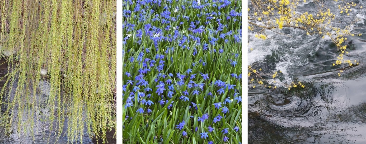 3 er Collage Trauerweide blaue Blumen und dunkler Wasserstrudel