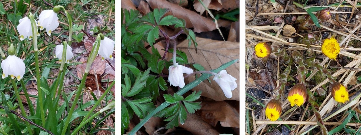 Collage Blumen Frühling Buschwindröschen-Huflattich-Märzenbecher