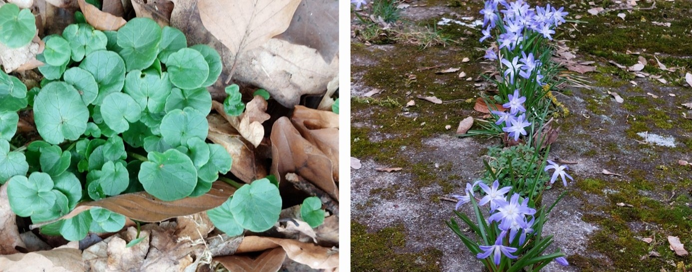 Collage Frühling Scharbockskraut und Blausternchen