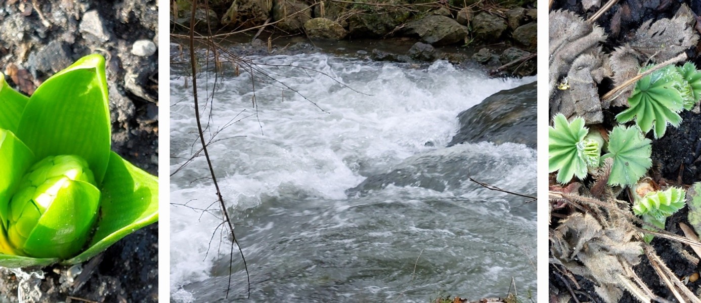 Collage mit Bach und Knospen