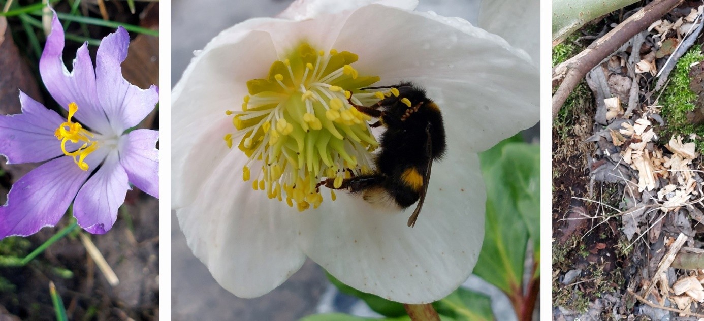 Collage mit Lilanen und weißen Korkusse und Hummelkönigin Nahaufnahmen