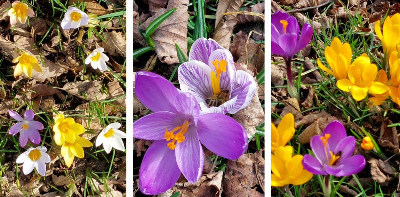 Collage mit gelben, Lilanen und weißen Korkusse Nahaufnahmen