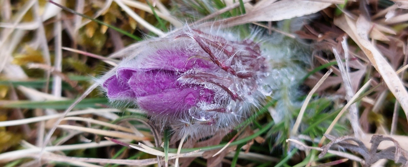Küchenschelle pelzige Blume Frühling