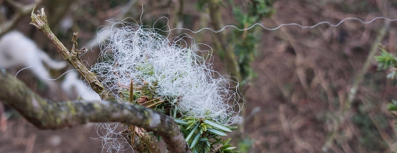 Schafwolle an den Ästen
