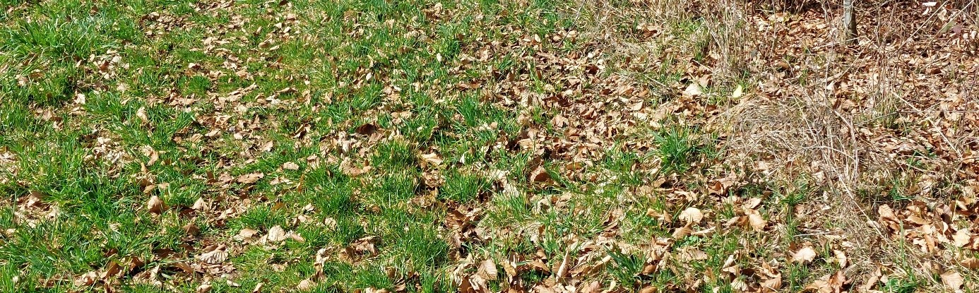 Wiese mit Laub Suchbild Zitronenfalter