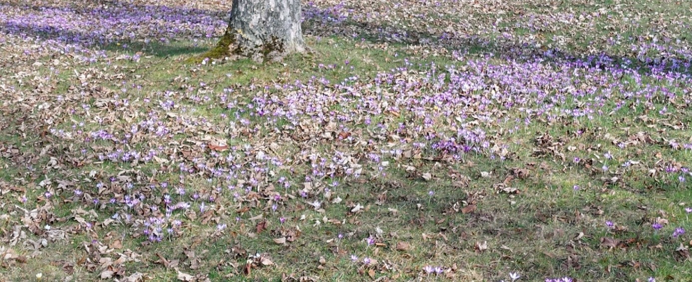 Wiese voller lila Krokusse mit Laub