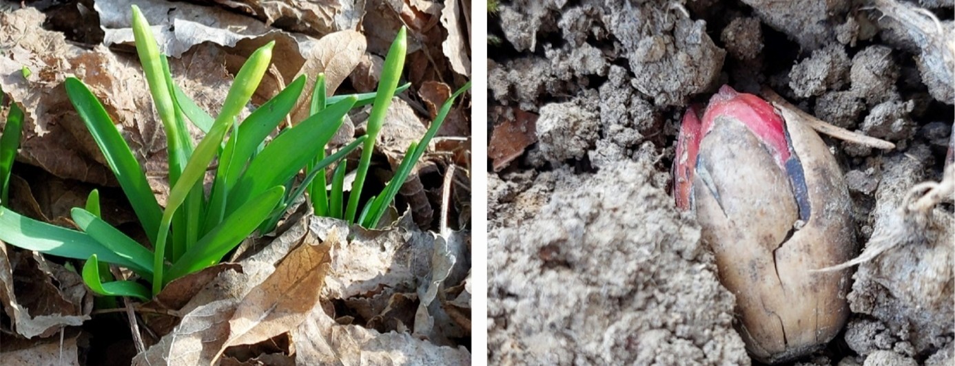 Zweier Collage Eichenknospe öffnet sich