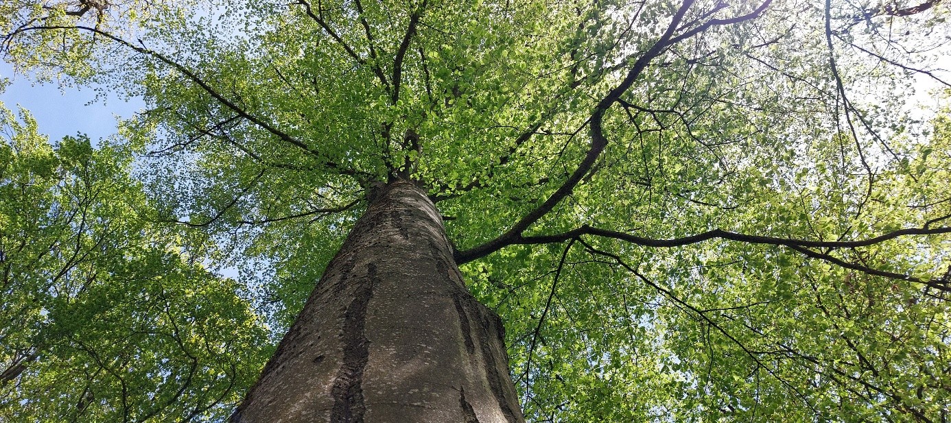 Baum Buche Blick von unten nach oben