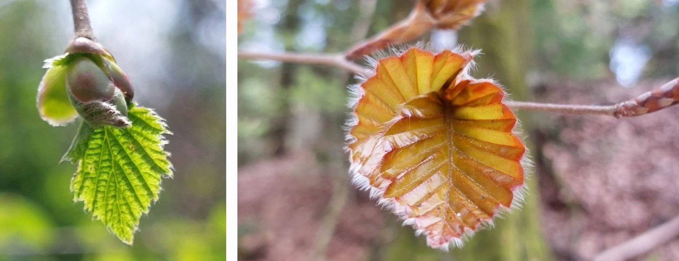 Collage Buchenblätter jung mit Härchen