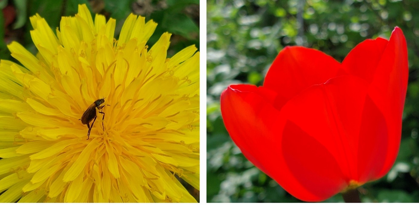 Collage Sonnenblume und Tulpe
