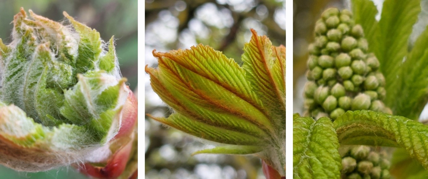 Collage Veränderungen am Baum Knospen - Blüten
