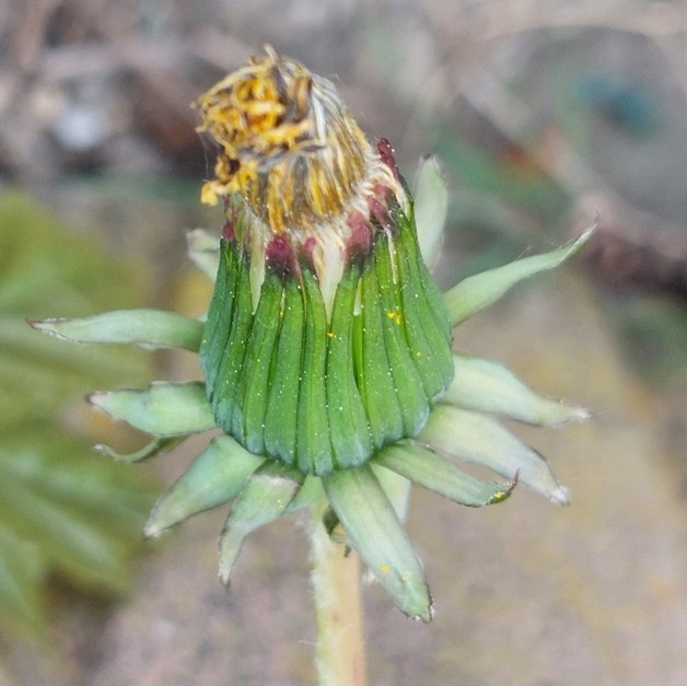 Löwenzahn Verwandlung zur Pusteblume