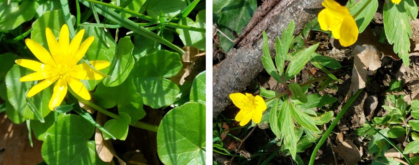 Scharbockskraut Collage