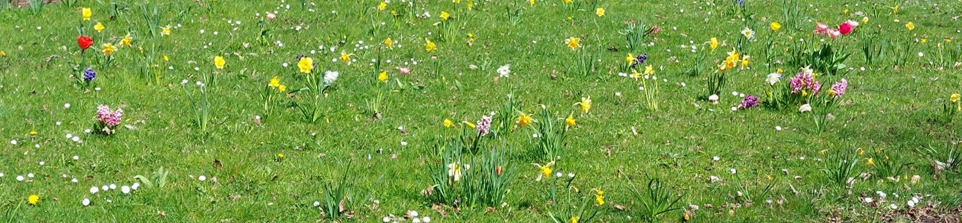Wiese mit vielen Frühlingsblumen