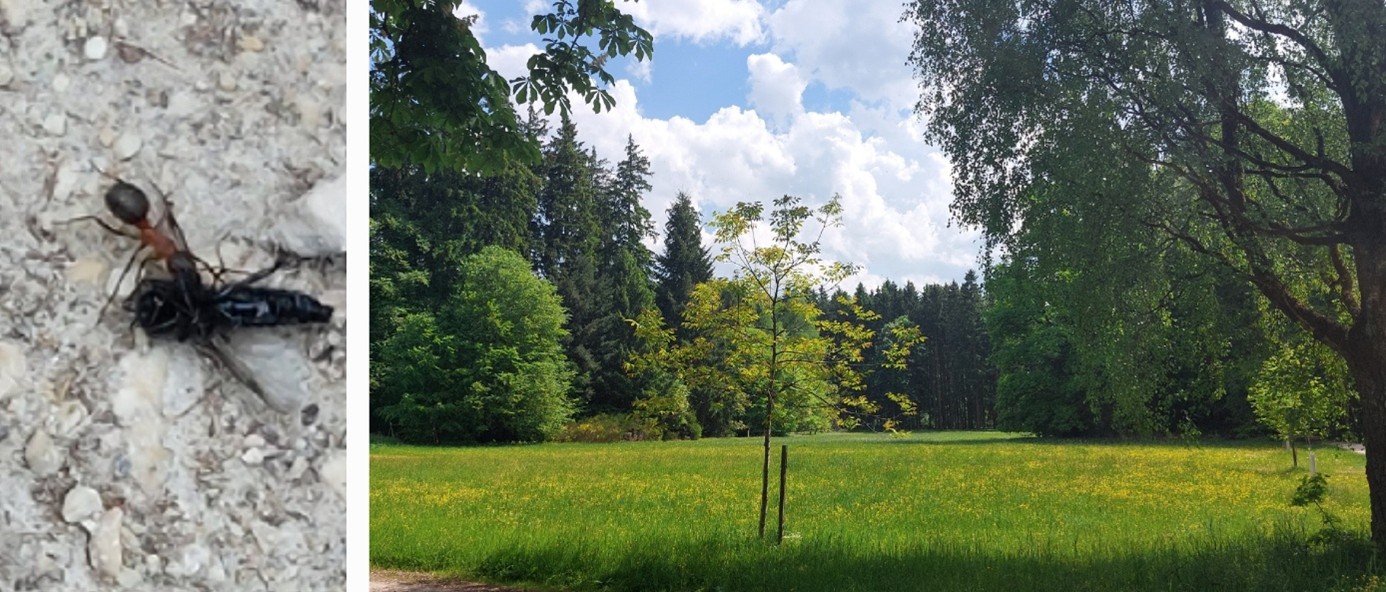 2 er Collage Ameisen - Waldwiese mit Himmel und Wolken