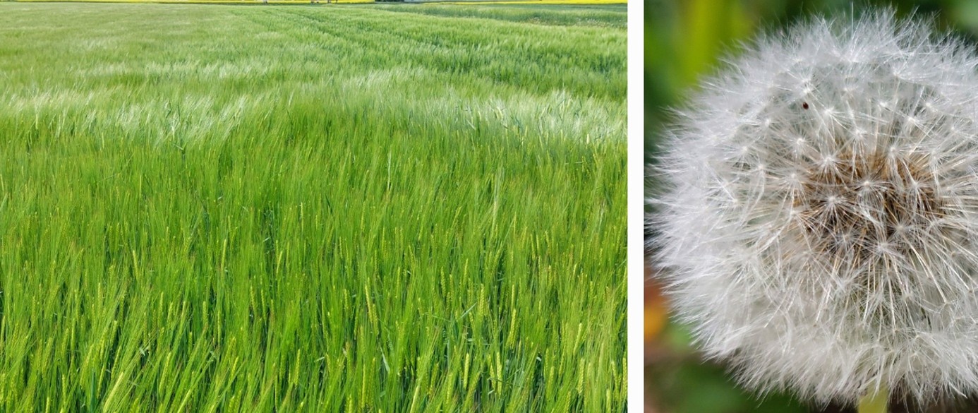2 er Collage Weizenfeld grün - Löwenzahn weiß