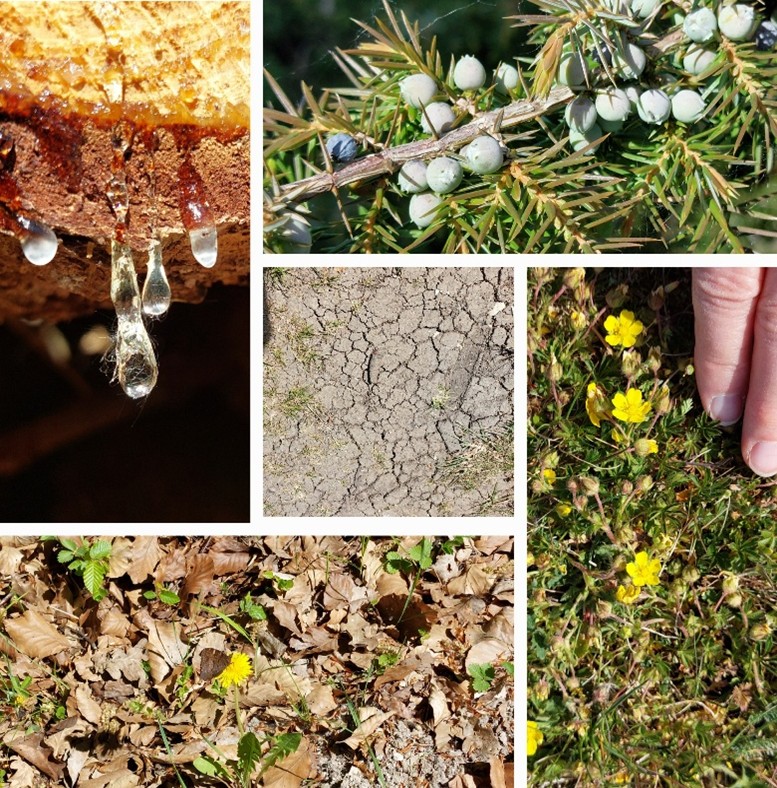 5 er Collage Harztropfen-Wacholderbeeren- Schmetterlingsuchbild-trocke Erde