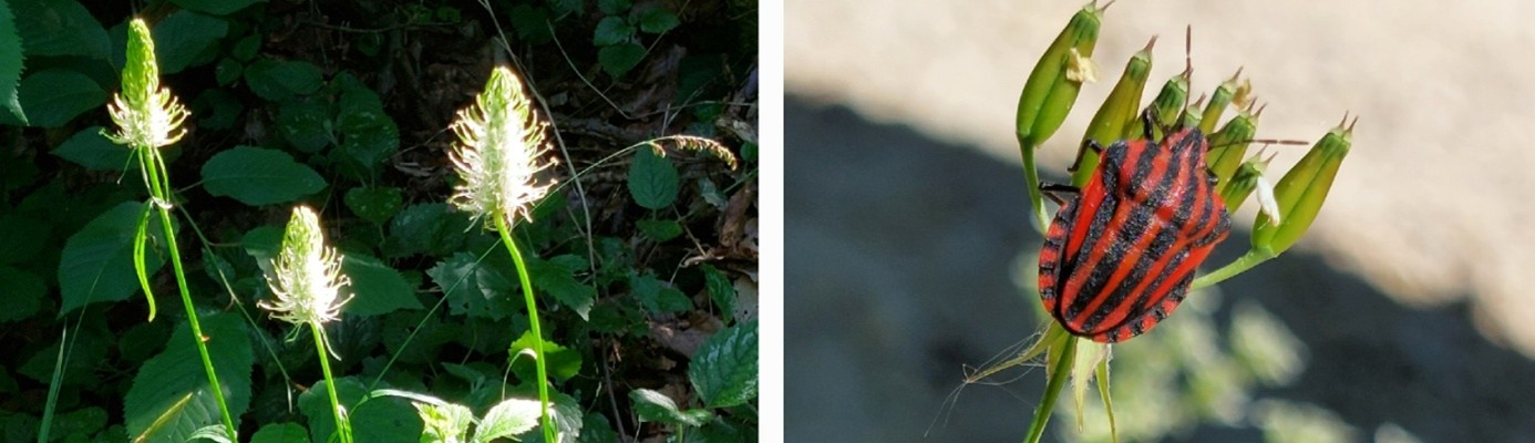 Collage Blattwanze und Teufelskralle