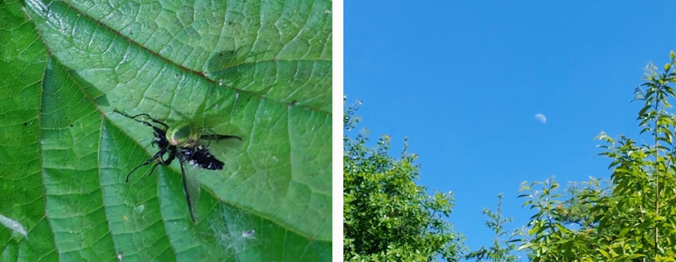 Collage Spinne und Mond