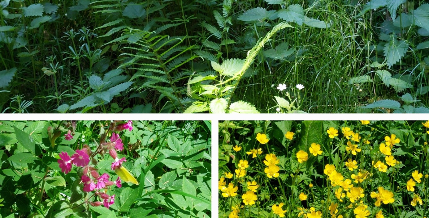 Collage Wegrand im Wald
