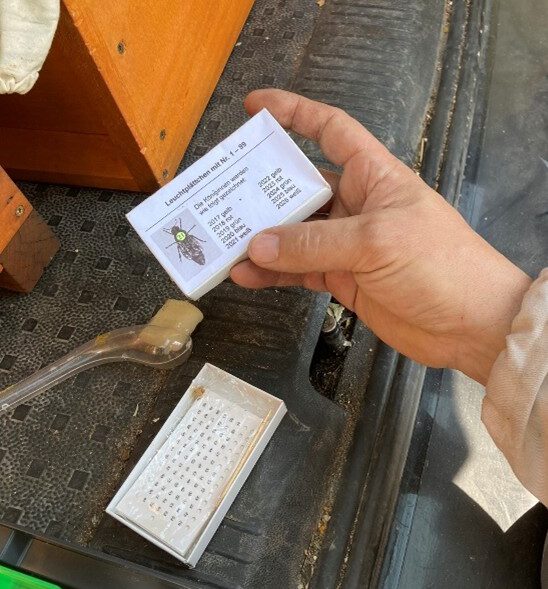 Bienenkönigin mit farbigem Punkt zur Erkennung