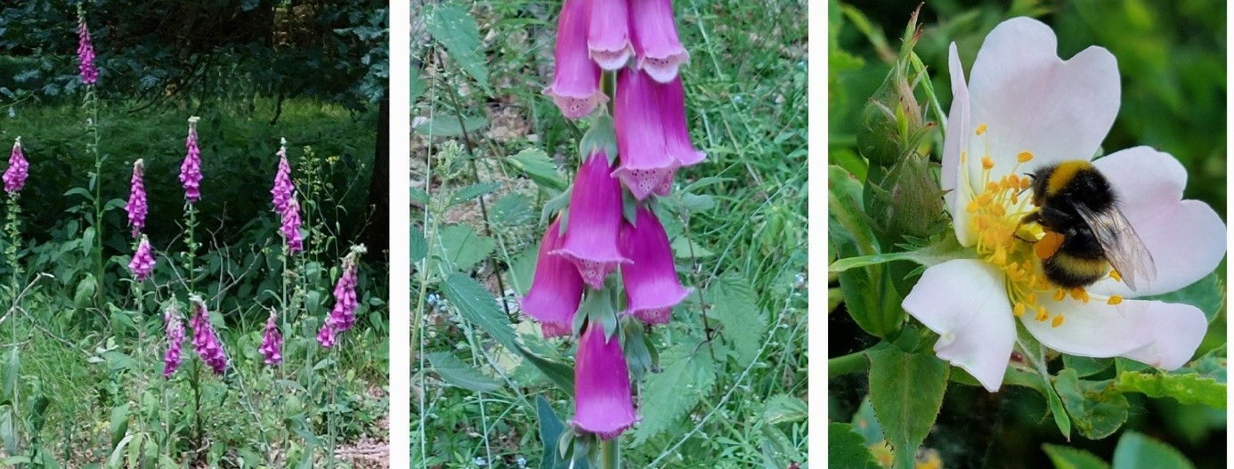 Collage Fingerhut Hummel