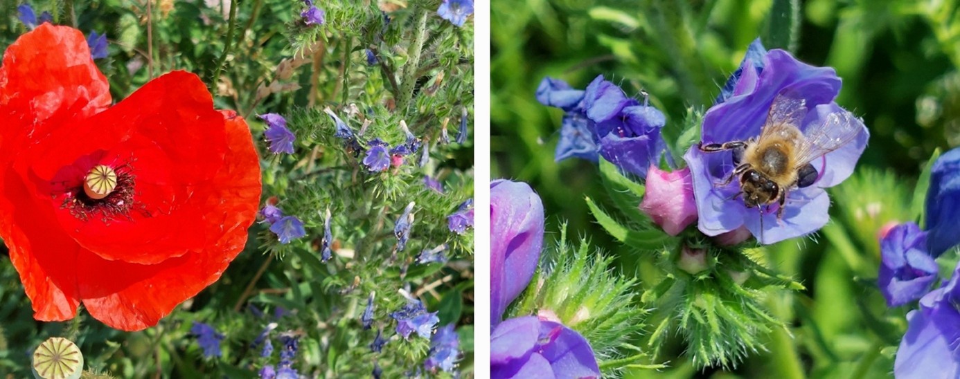 Collage Mohn Matternkopf