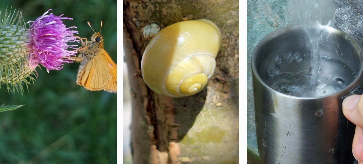 Collage Schmetterling Schnecke Wasser