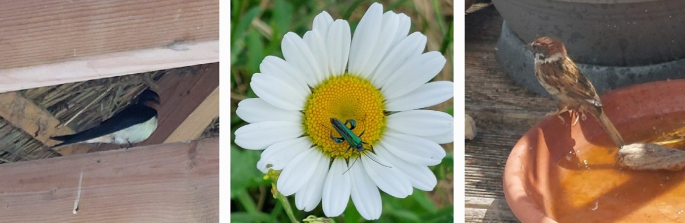 Collage Schwalbe - Margarite - Spatz