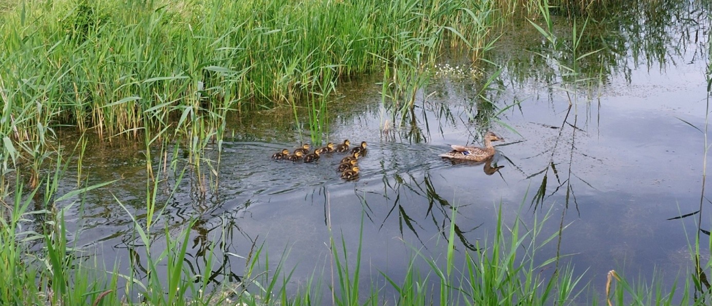 Entenfamilie