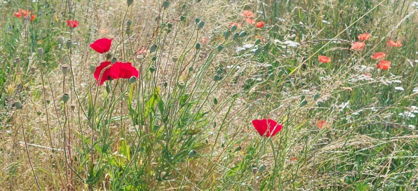 Mohnblüten