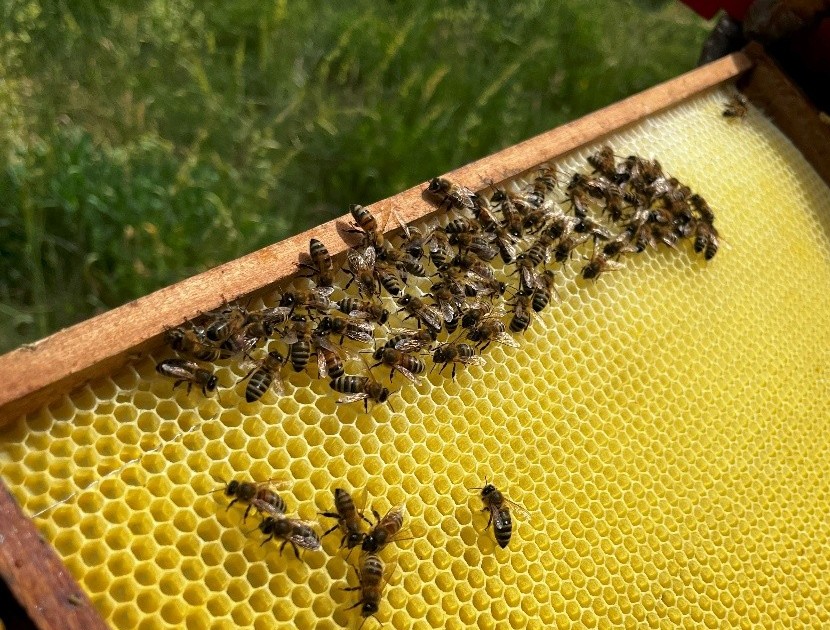 Wabe mit Bienen 2
