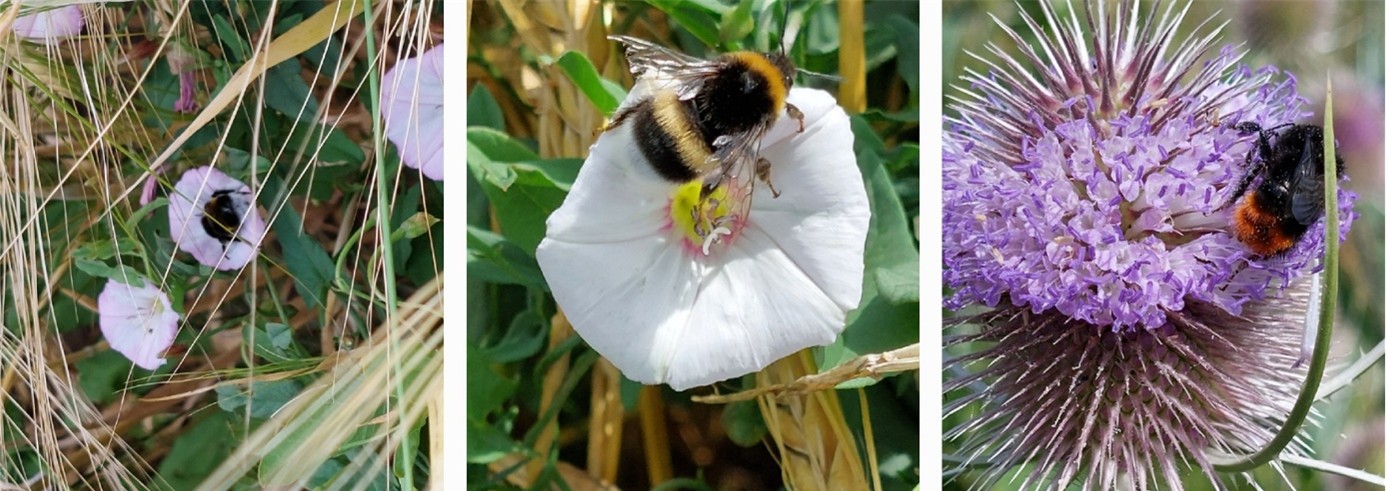 3 er Collage Blumen Hummel auf Blume und Getreide