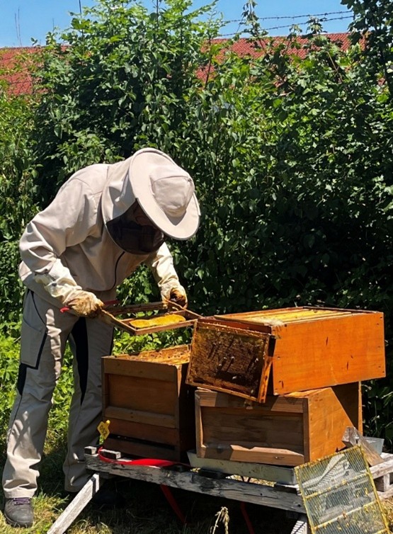 Bienen prüfen