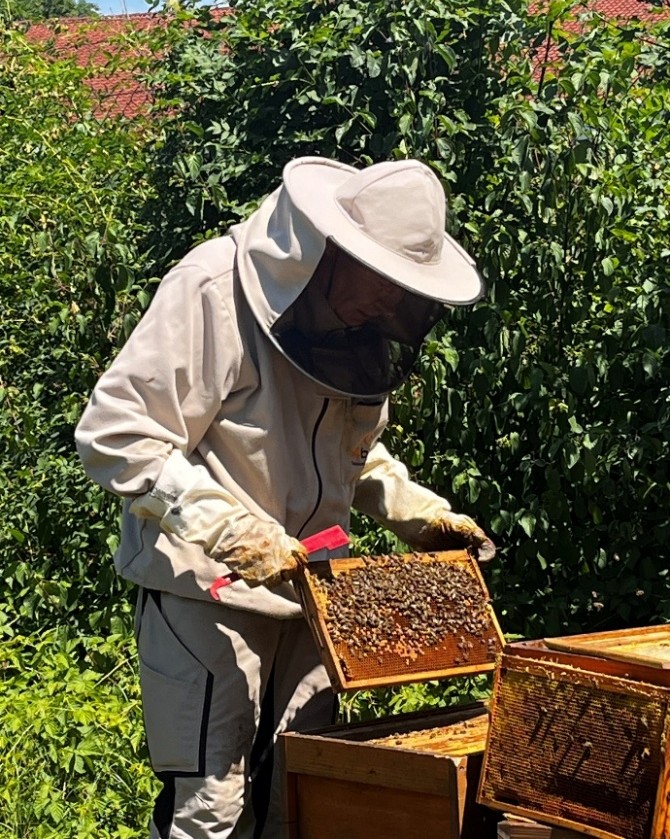 Bienen trennen