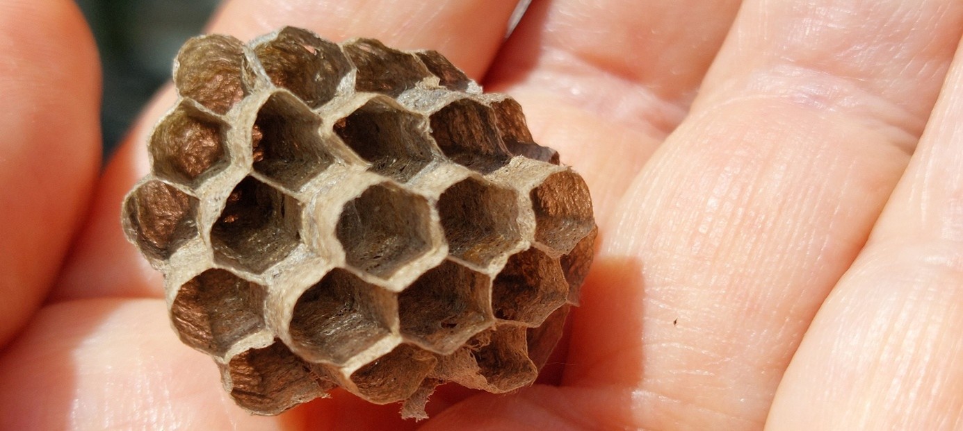 Bienenwabe in der Hand