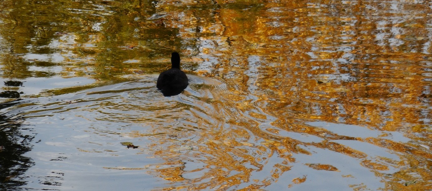 Blesshuhn in einem goldenen Teich