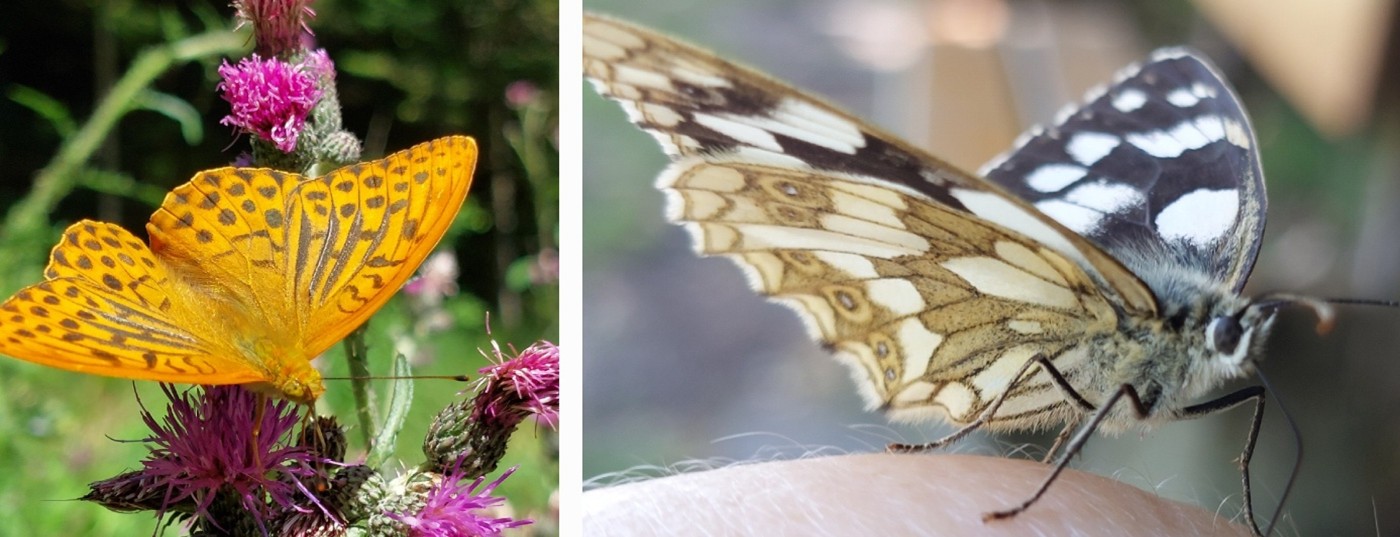 Collage Falter und Schmetterling