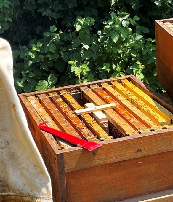 Einnistung der neuen Bienenkönigin