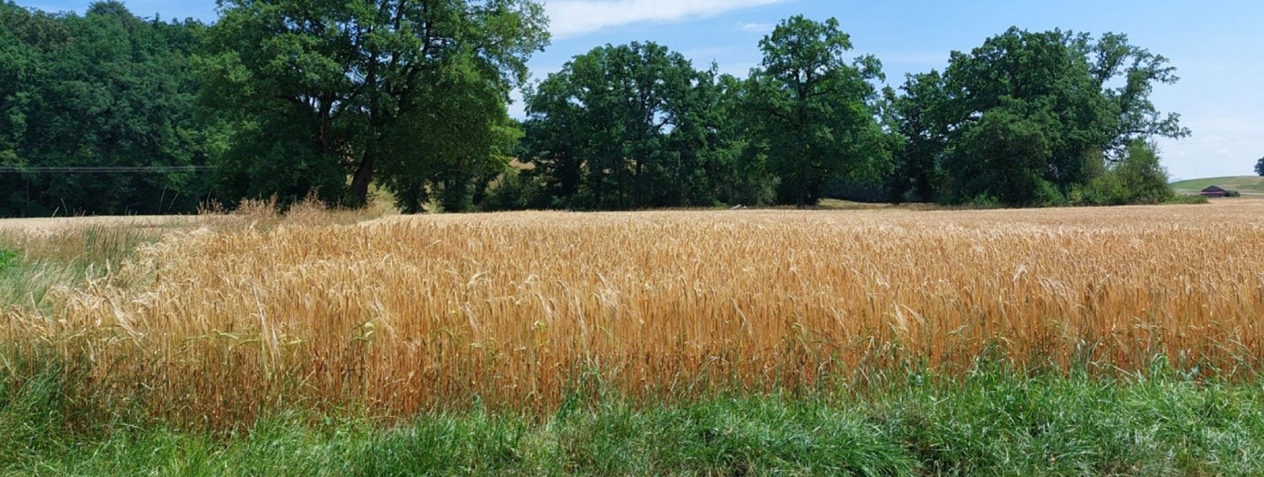 Kornfeld