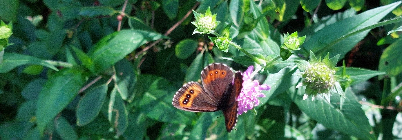 Schmetterling an einer Blume