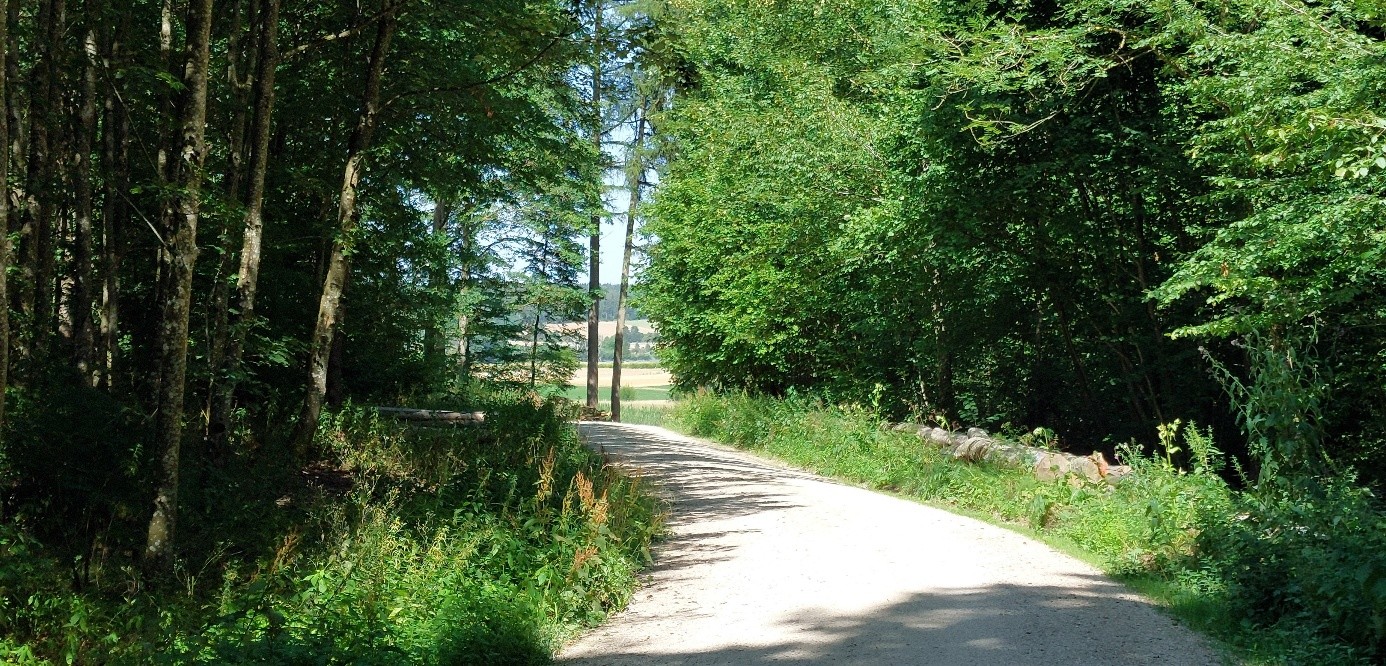 Waldweg schön