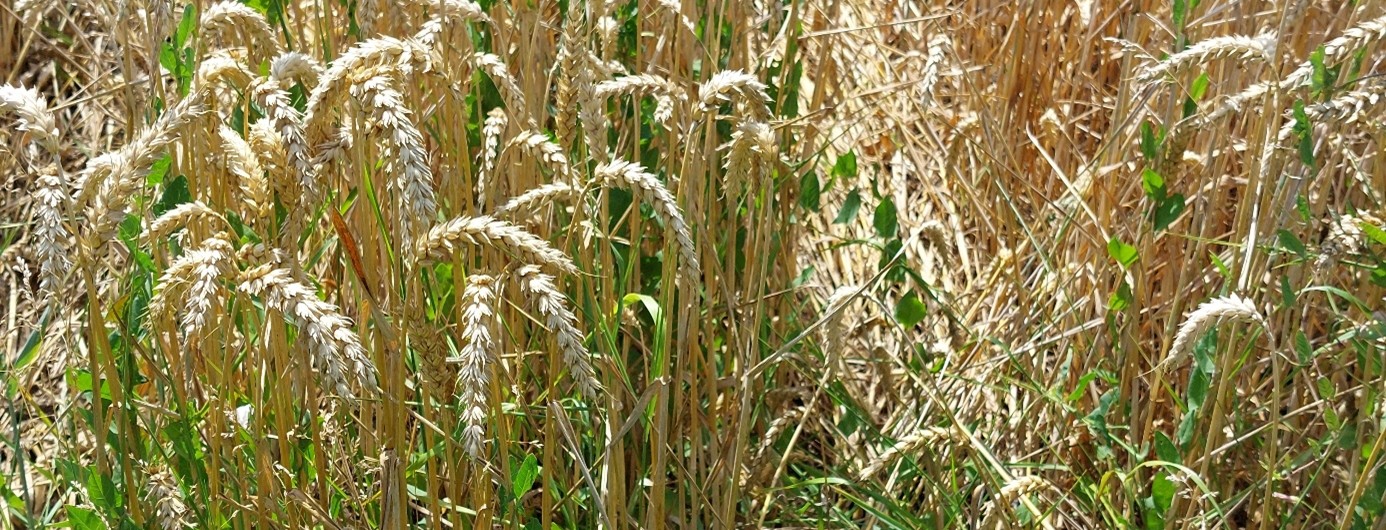 Weizenfeld mit Unkraut